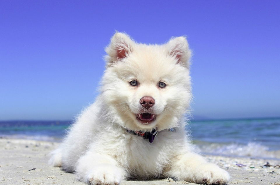 Beach Husky