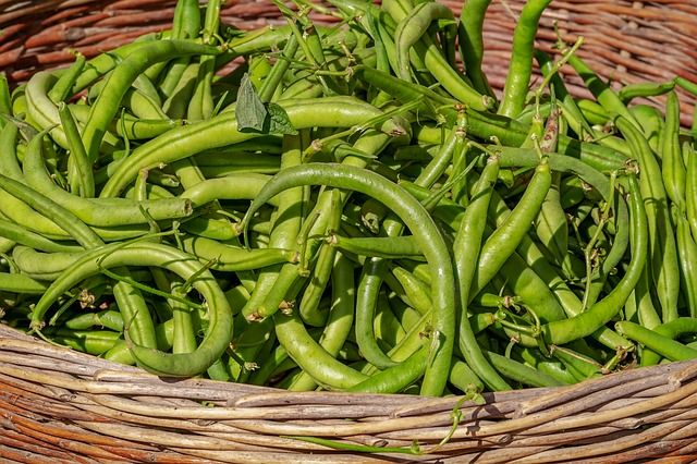 Healthy Ingredients Beans | Toby's Choice Dog Food
