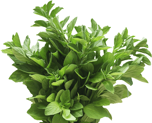 Healthy Ingredients Oregano | Toby's Choice Dog Food