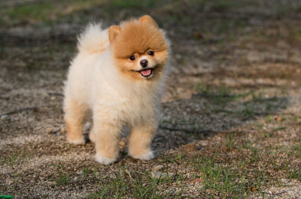 chow